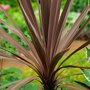 Koolpalm rood close-up